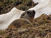 44 La prima marmotta, stufa di stare in sentinella, osserva stando comodamente a terra